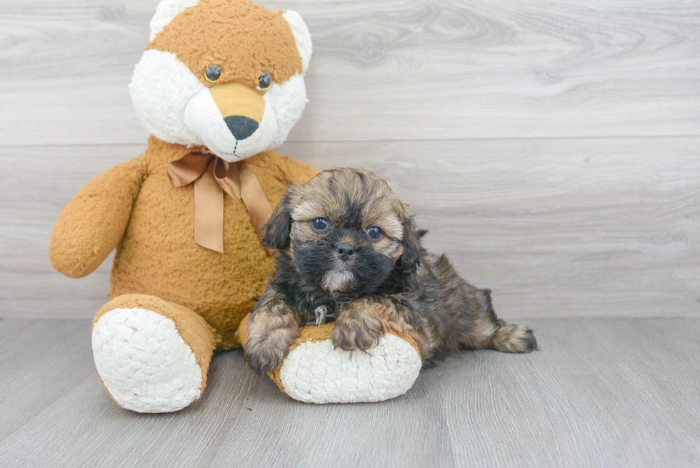 Shih Poo Puppy for Adoption
