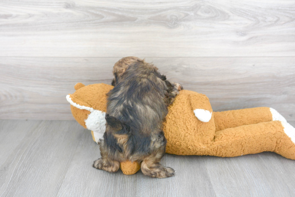 Cute Shih Poo Poodle Mix Pup