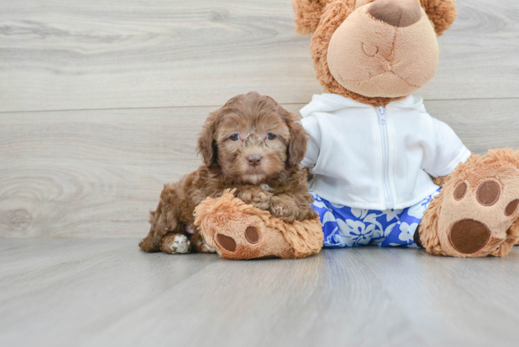 Energetic Shih Poo Poodle Mix Puppy