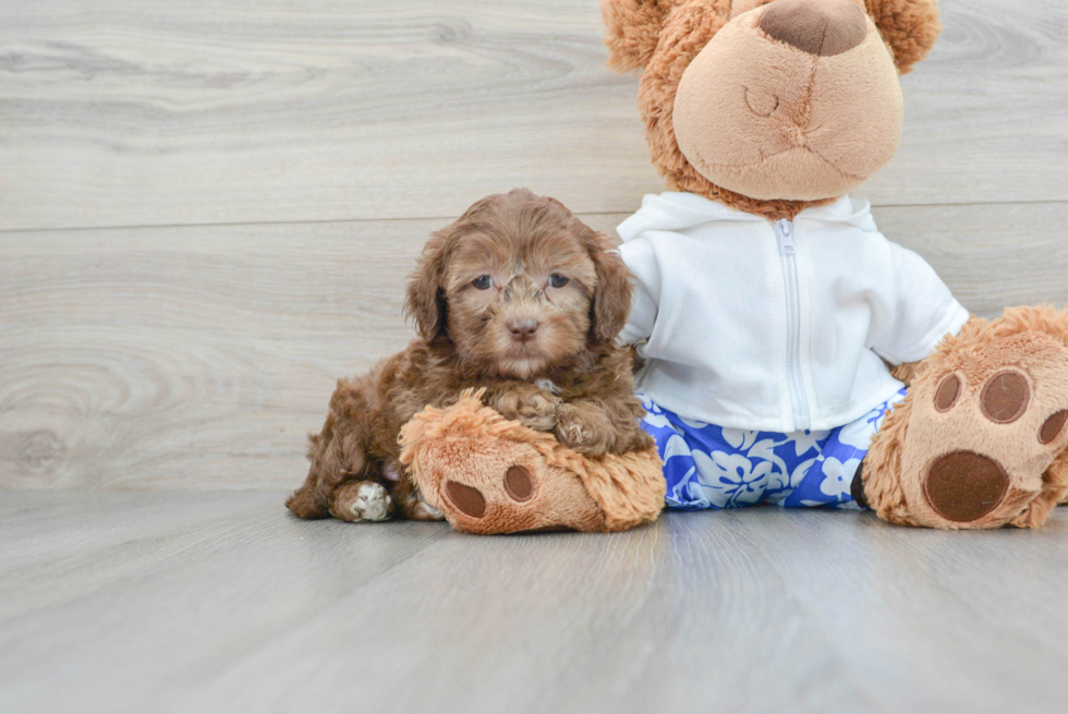 Energetic Shih Poo Poodle Mix Puppy