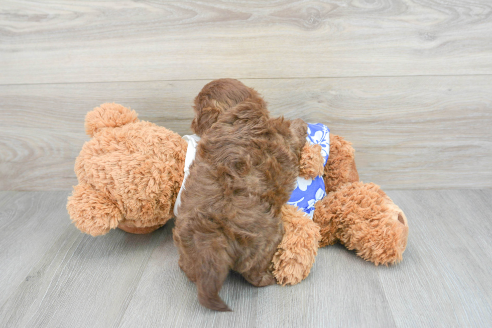 Shih Poo Puppy for Adoption