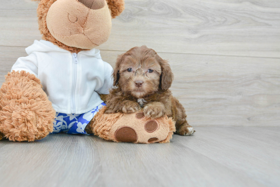 Shih Poo Puppy for Adoption