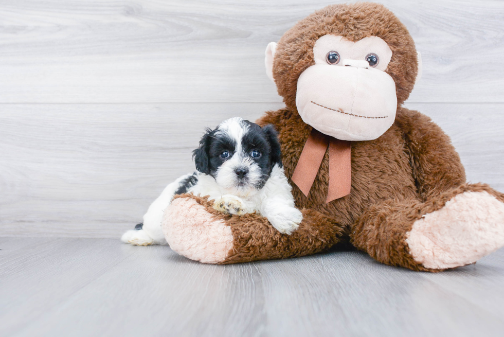 Shih Poo Pup Being Cute