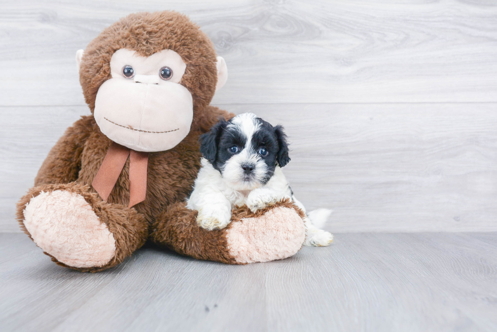 Shih Poo Puppy for Adoption