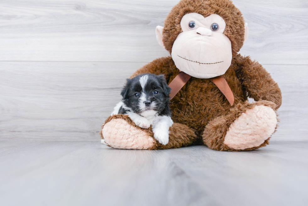 Small Shih Poo Baby