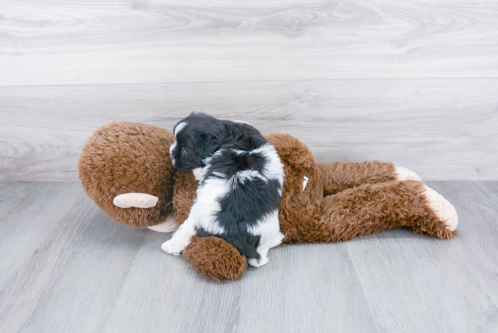 Best Shih Poo Baby