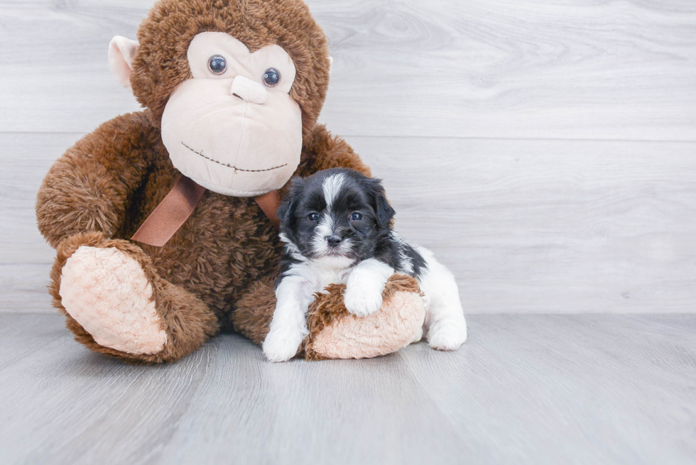 Fluffy Shih Poo Poodle Mix Pup