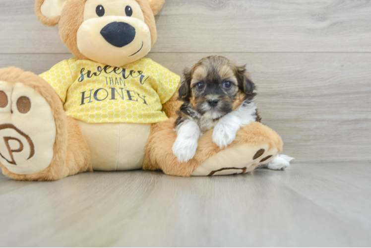 Adorable Shih Poo Poodle Mix Puppy