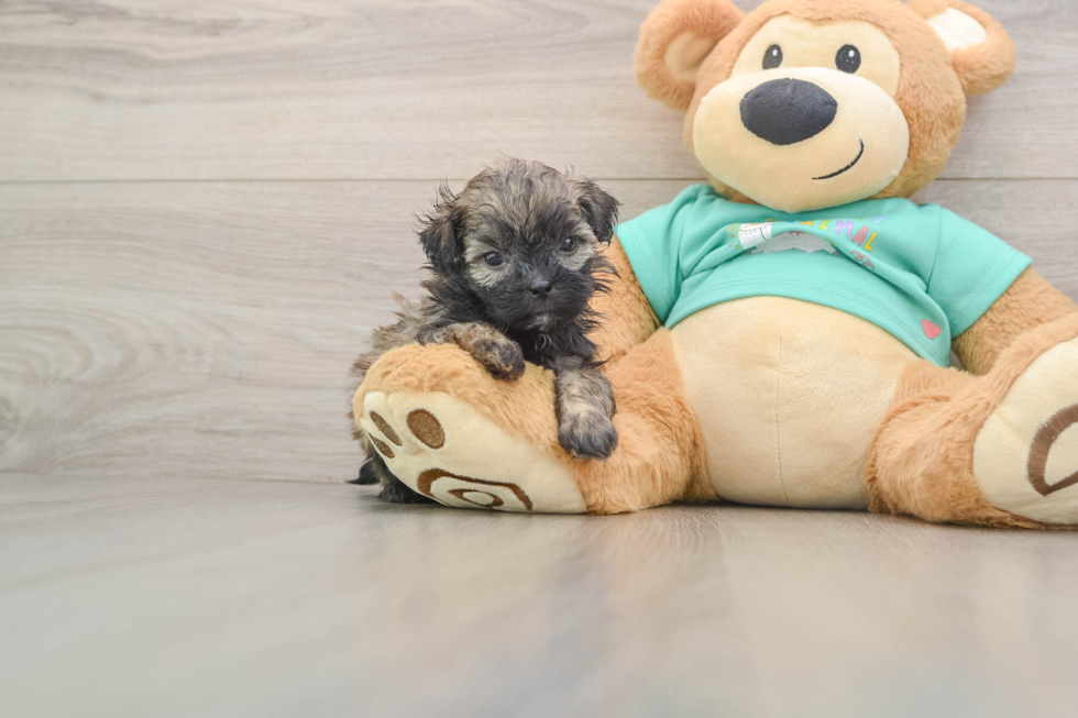 Energetic Shihpoo Poodle Mix Puppy