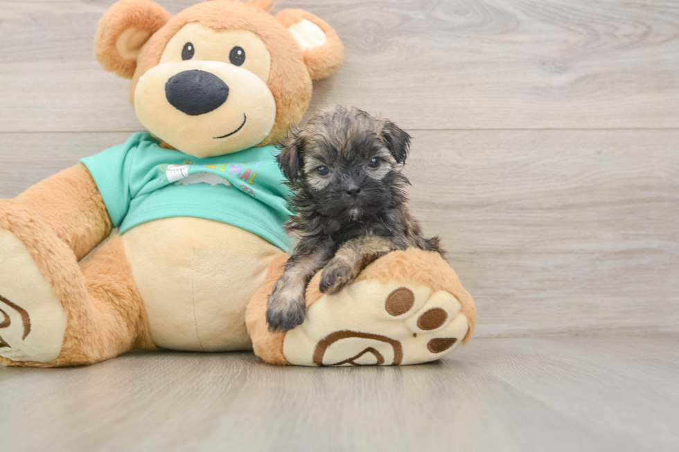 Shih Poo Puppy for Adoption