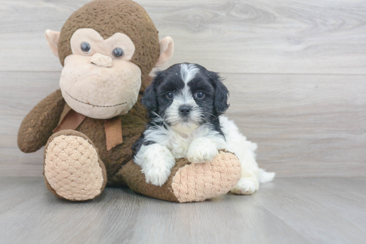 Shih Poo Puppy for Adoption