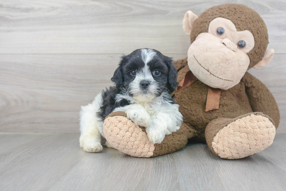 Best Shih Poo Baby