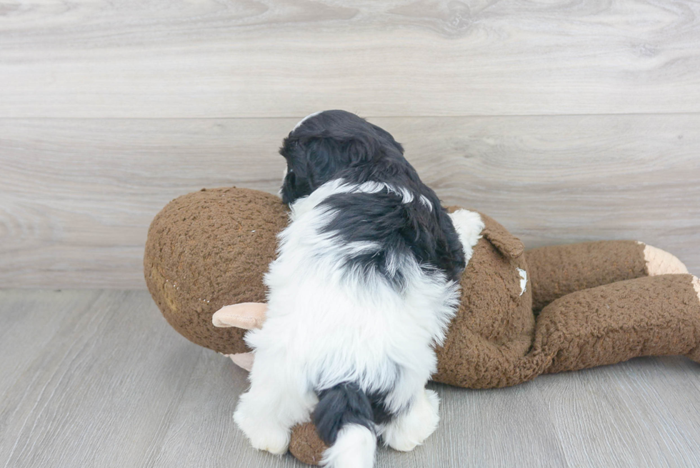 Shih Poo Pup Being Cute