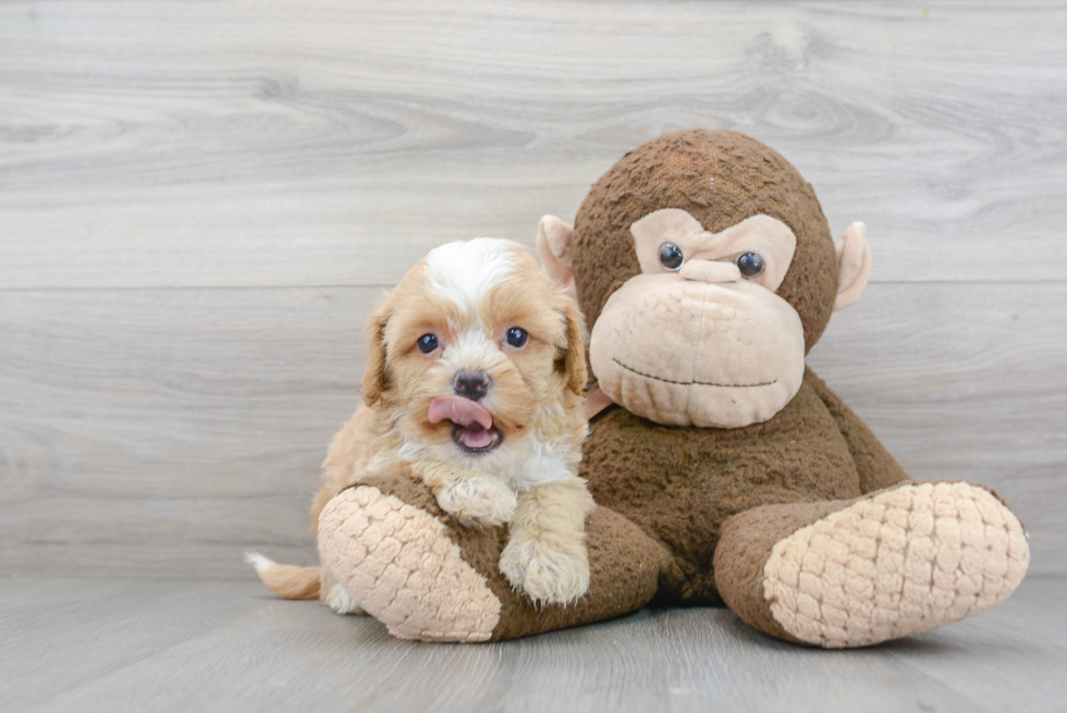 Best Shih Poo Baby