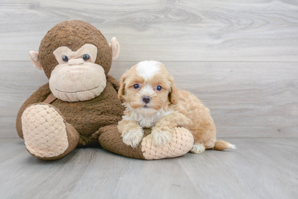 Shih Poo Puppy for Adoption