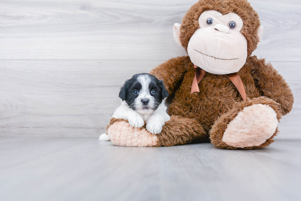 Shih Poo Puppy for Adoption