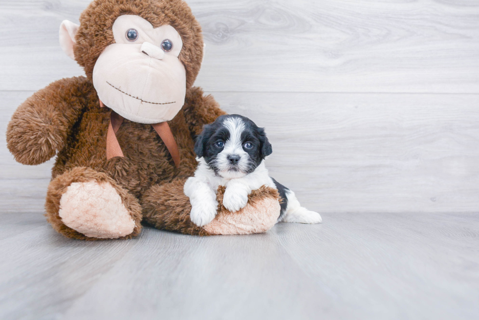 Playful Shihpoo Poodle Mix Puppy