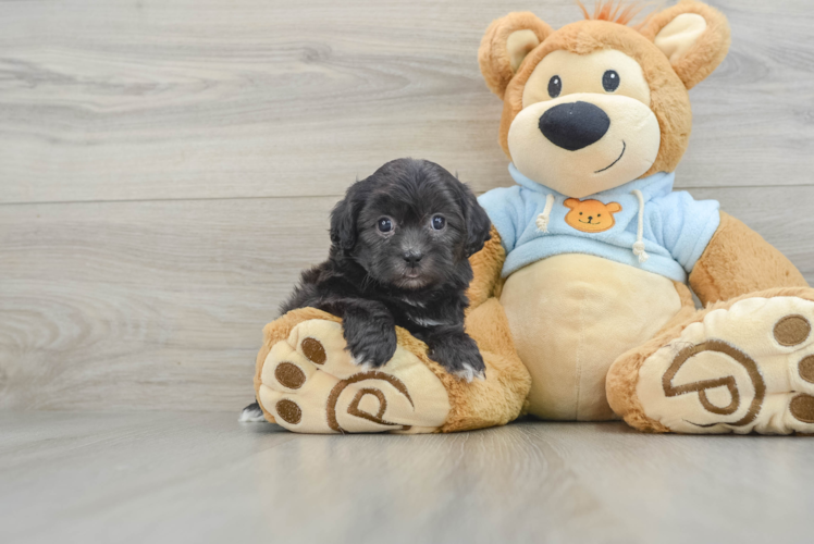 Shih Poo Pup Being Cute