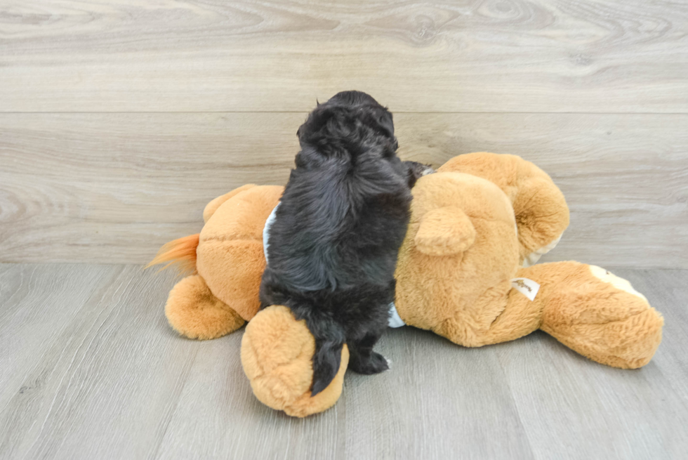 Fluffy Shih Poo Poodle Mix Pup