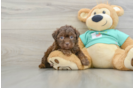 Shih Poo Puppy for Adoption