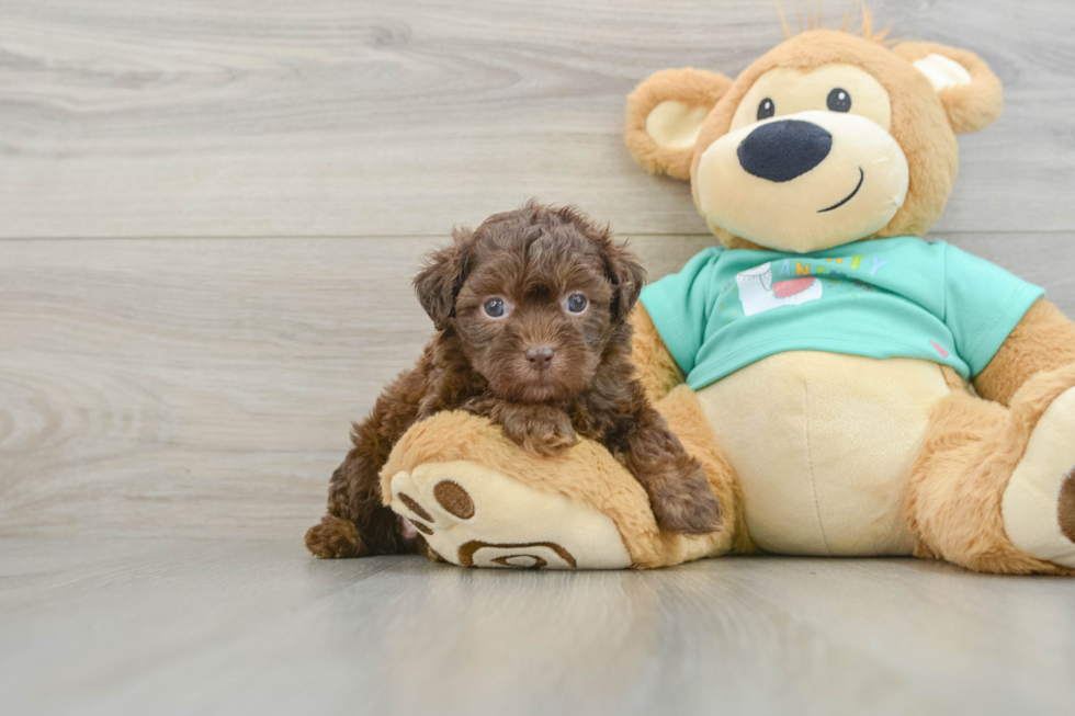 Shih Poo Puppy for Adoption