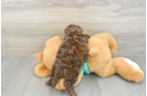 Adorable Shihpoo Poodle Mix Puppy