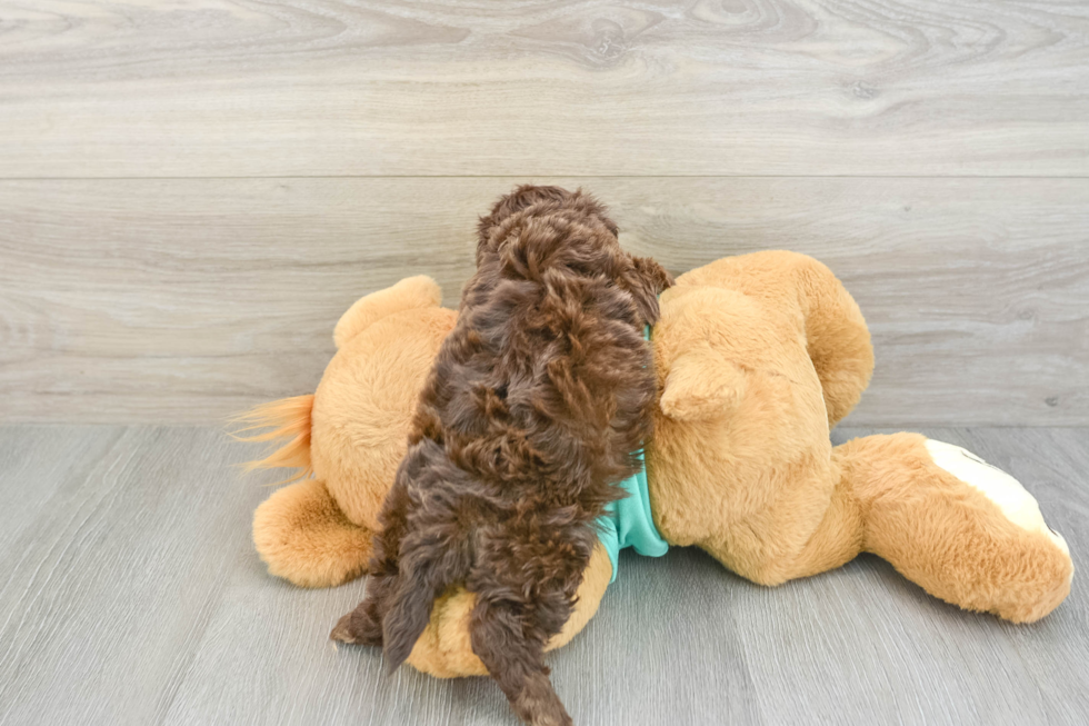 Adorable Shihpoo Poodle Mix Puppy