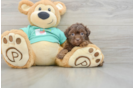 Shih Poo Puppy for Adoption