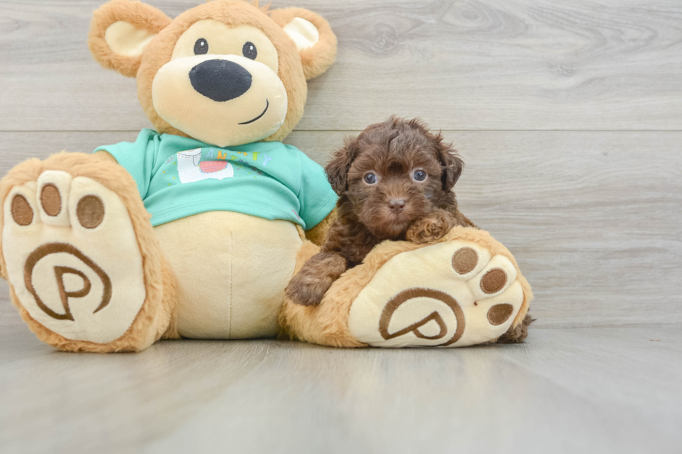 Shih Poo Puppy for Adoption