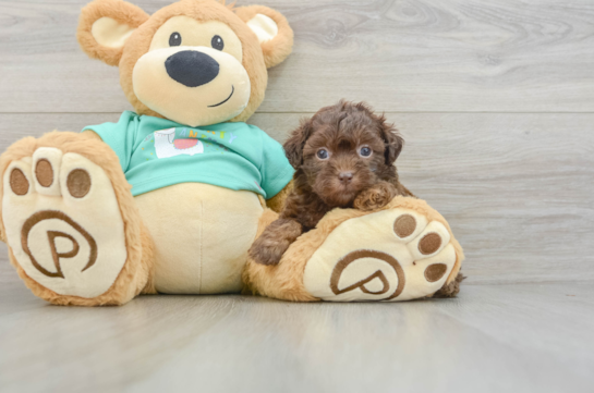 Shih Poo Puppy for Adoption