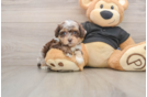 Shih Poo Pup Being Cute