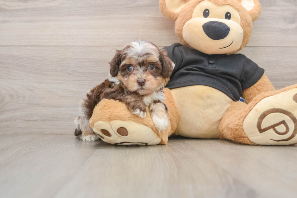 Shih Poo Pup Being Cute