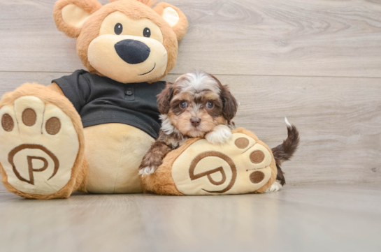 Best Shih Poo Baby