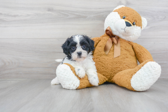 Best Shih Poo Baby