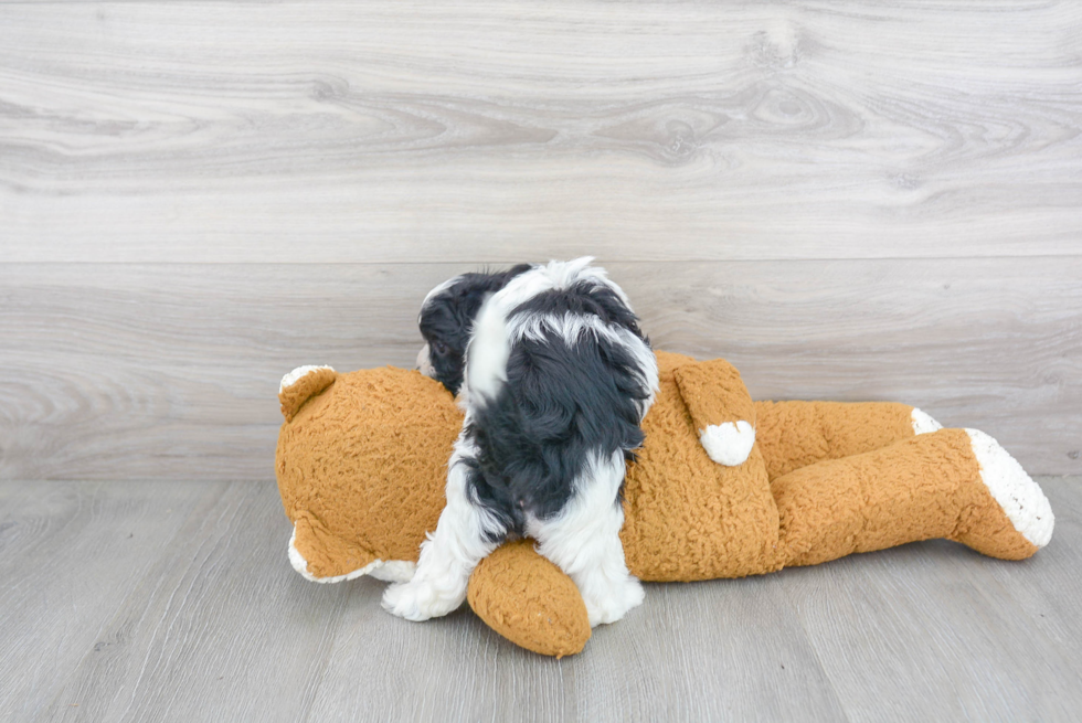 Friendly Shih Poo Baby