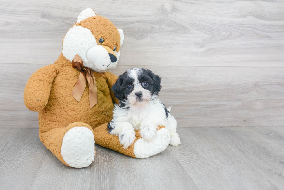 Shih Poo Puppy for Adoption