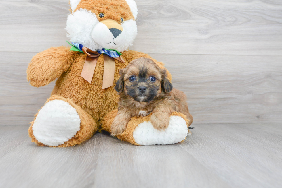 Best Shih Poo Baby