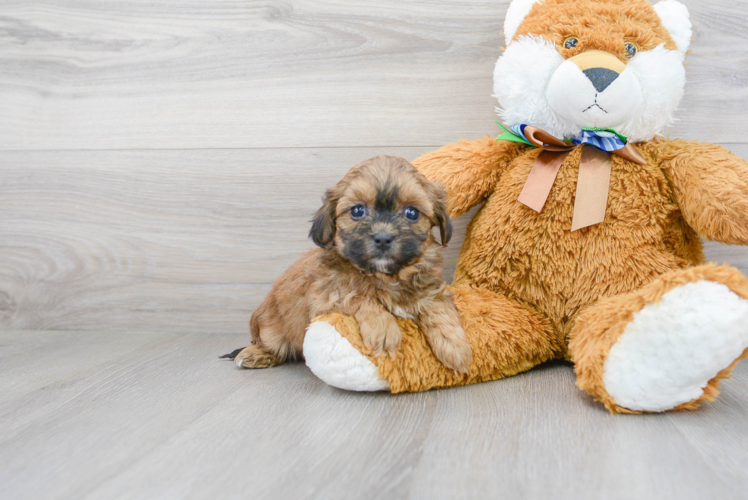 Best Shih Poo Baby