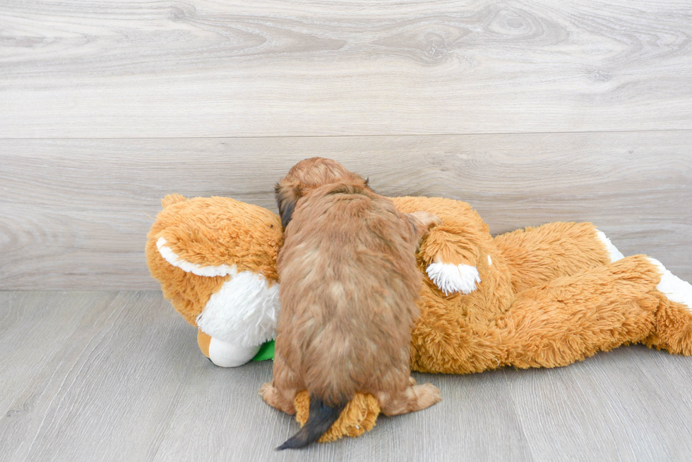 Cute Shih Poo Poodle Mix Pup