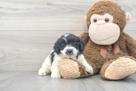 Shih Poo Puppy for Adoption