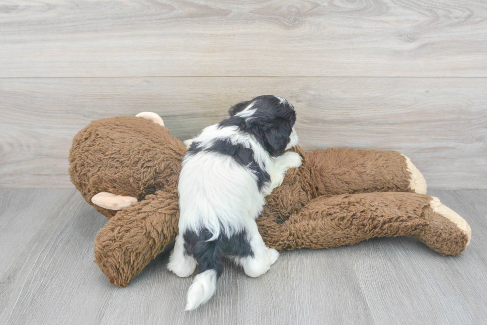 Fluffy Shih Poo Poodle Mix Pup