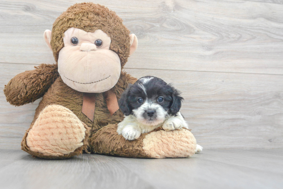 Shih Poo Pup Being Cute