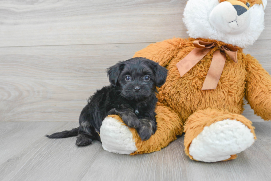 Shih Poo Puppy for Adoption