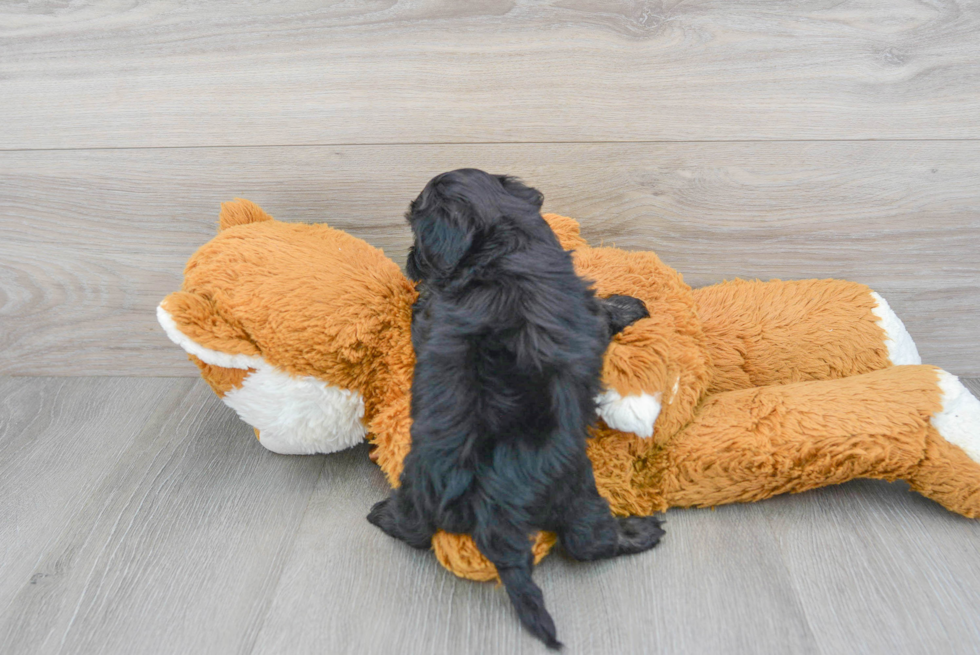 Adorable Shih Poo Poodle Mix Puppy