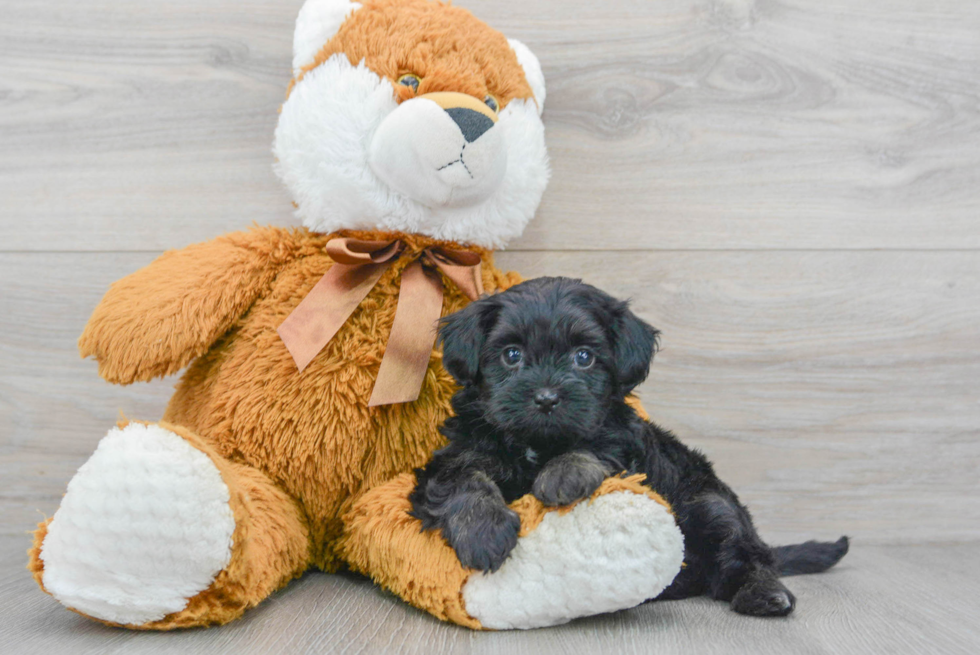 Cute Shih Poo Baby