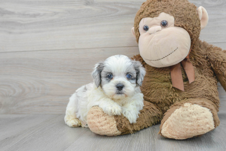 Shih Poo Pup Being Cute