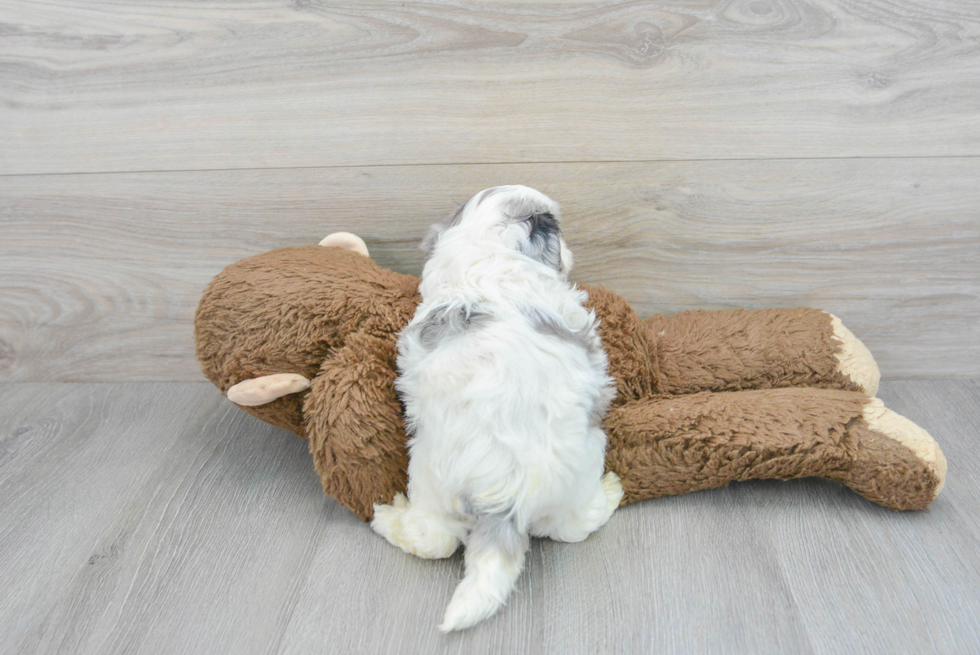 Happy Shih Poo Baby