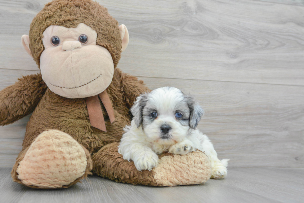 Shih Poo Puppy for Adoption