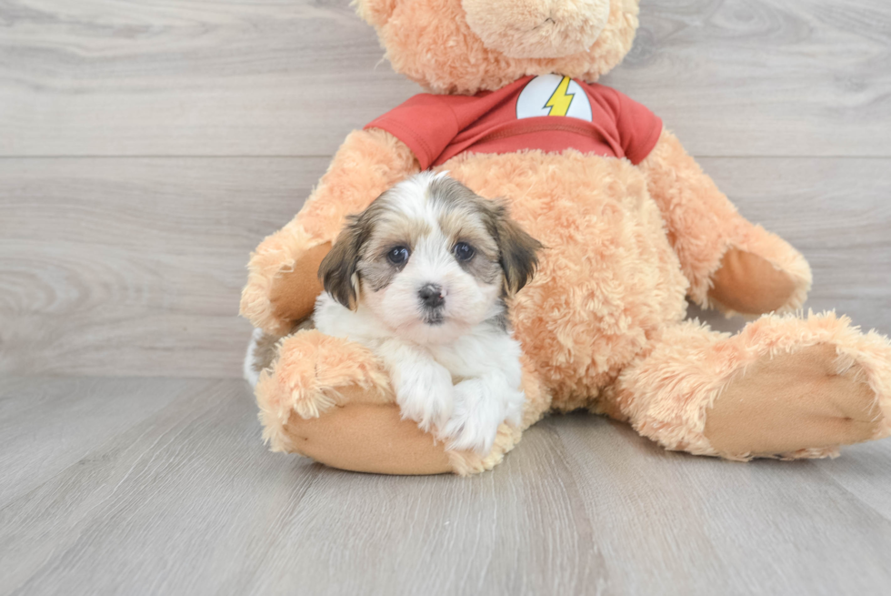 Cute Shih Poo Baby