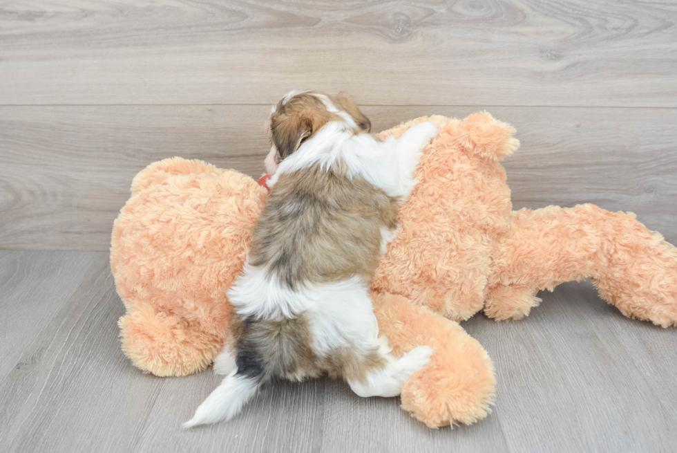 Shih Poo Pup Being Cute